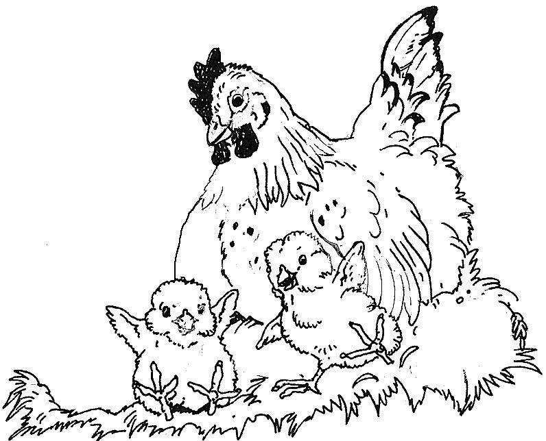 Dessin à colorier: Poule (Animaux) #17620 - Coloriages à Imprimer Gratuits