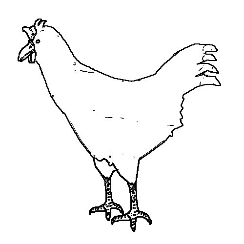 Dessin à colorier: Poulet (Animaux) #17377 - Coloriages à Imprimer Gratuits