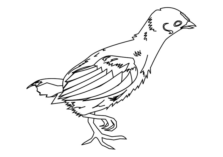 Dessin à colorier: Poussin (Animaux) #15386 - Coloriages à Imprimer Gratuits