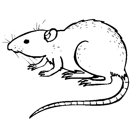 coloriage rat 15164 animaux dessin à colorier coloriages à