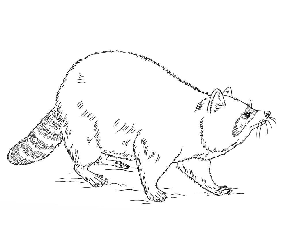 Coloriage gratuit Raton laveur #208506 de la collection Animaux à imprimer Coloriage gratuit Raton laveur #208506 de la collection Animaux à imprimer