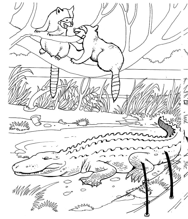 Coloriage gratuit Raton laveur #208529 de la collection Animaux à imprimer