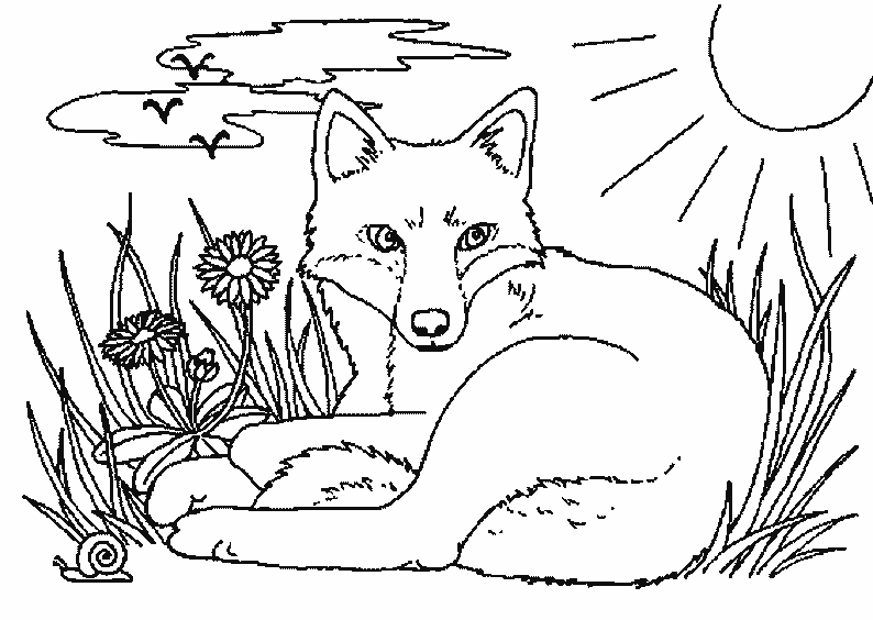 Coloriage d'un renard ; avec modèle 