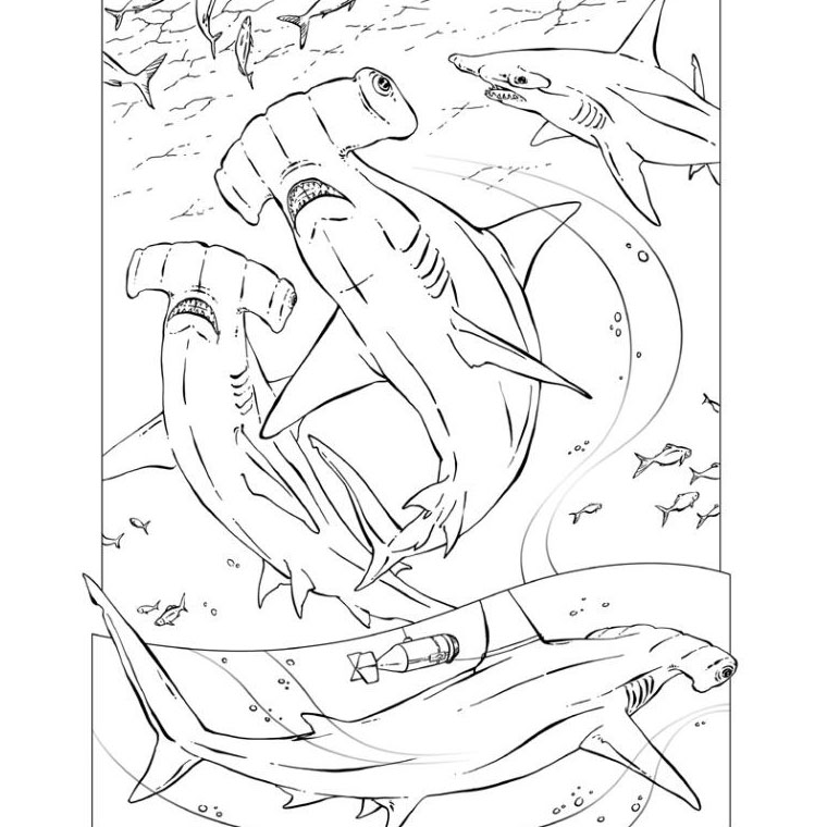 Coloriage Requin #14784 (Animaux) – Album de coloriages