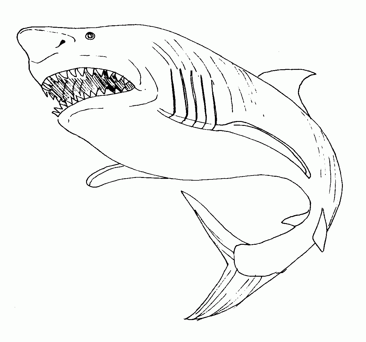 Coloriage Requin
