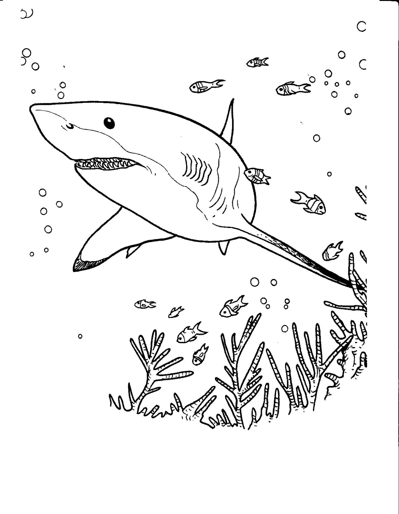 Coloriage Requin #14858 (Animaux) – Dessin à colorier – Coloriages à