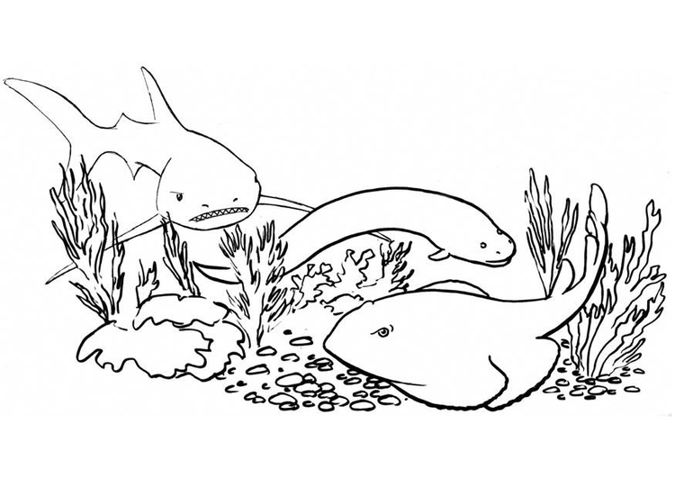 Dessin à colorier: Requin (Animaux) #14960 - Coloriages à Imprimer Gratuits