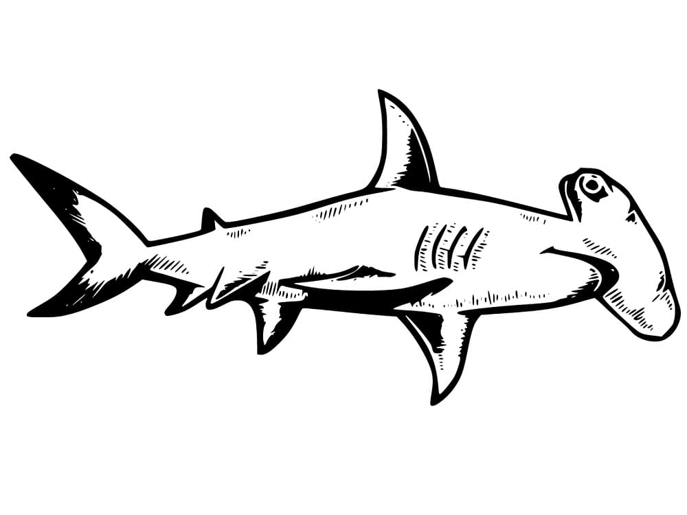 Coloriage gratuit Requin Marteau #220996 de la collection Animaux à imprimer