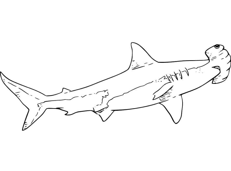 Coloriage gratuit Requin Marteau #221004 de la collection Animaux à imprimer