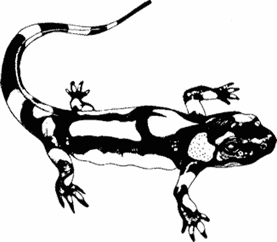 Dessin Salamandre #19889 (Animaux) à colorier – Coloriages à imprimer