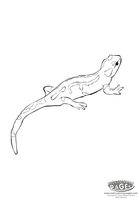 Dessin à colorier: Salamandre (Animaux) #19901 - Coloriages à Imprimer Gratuits
