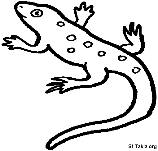 Dessins Salamandre (Animaux) à colorier – Coloriages à imprimer