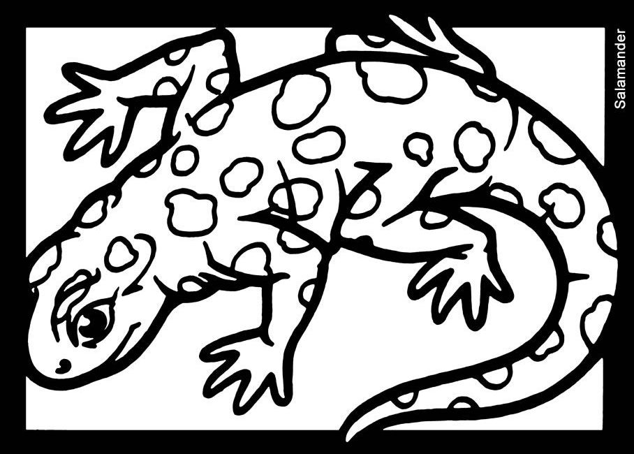 Dessin De Salamandre - Képtalálat a következőre: „gekko tattoo" | Maori