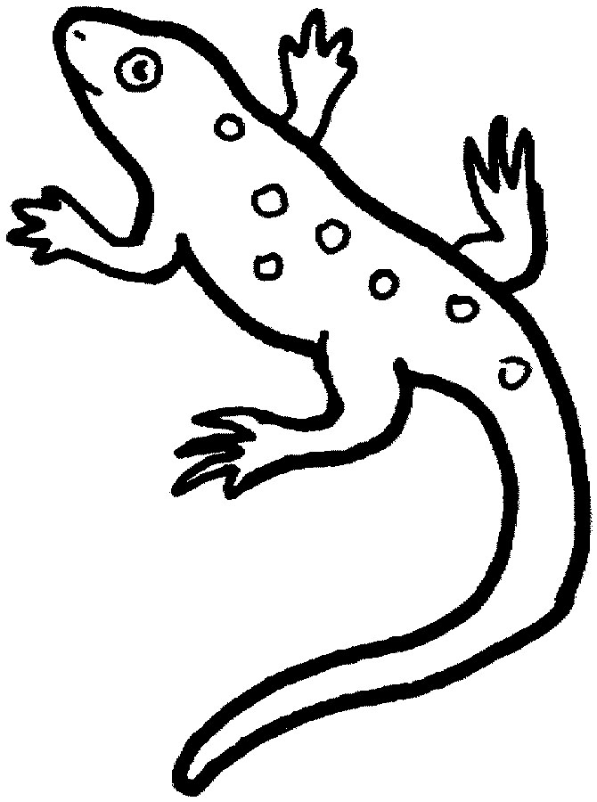 Dessin à colorier: Salamandre (Animaux) #19975 - Coloriages à Imprimer Gratuits
