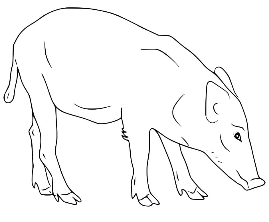 Dessin à colorier: Sanglier (Animaux) #205356 - Coloriages à Imprimer Gratuits