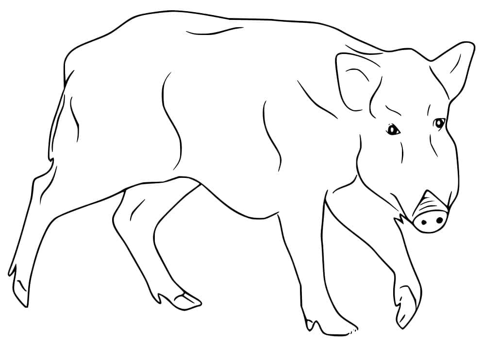 Dessin à colorier: Sanglier (Animaux) #205369 - Coloriages à Imprimer Gratuits