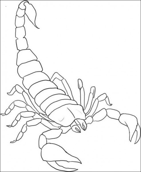 Dessin à colorier: Scorpion (Animaux) #14539 - Coloriages à Imprimer Gratuits