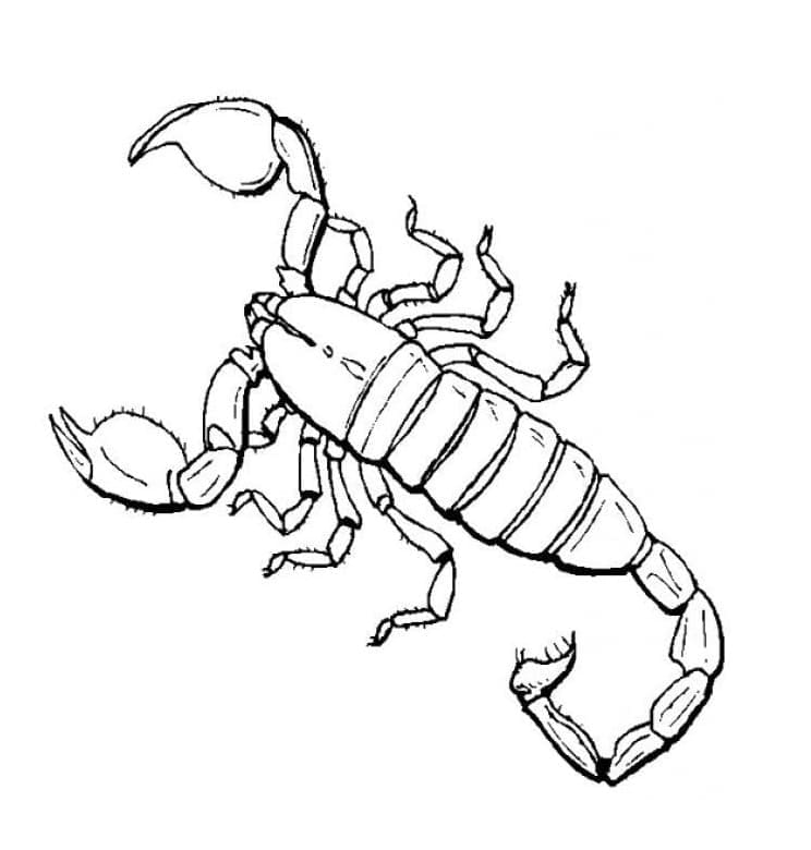 Illustration au trait Scorpion #209590 de la collection Animaux à colorier gratuitement Illustration au trait Scorpion #209590 de la collection Animaux à colorier gratuitement
