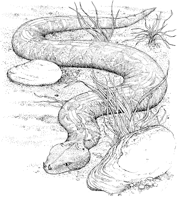 Dessin à colorier: Serpent (Animaux) #14355 - Coloriages à Imprimer Gratuits