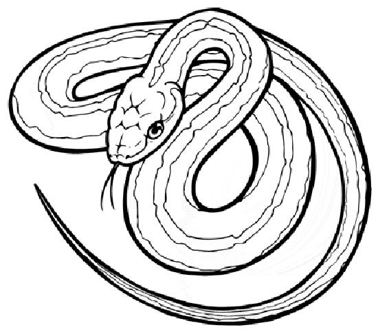 Dessin à colorier: Serpent (Animaux) #14361 - Coloriages à Imprimer Gratuits