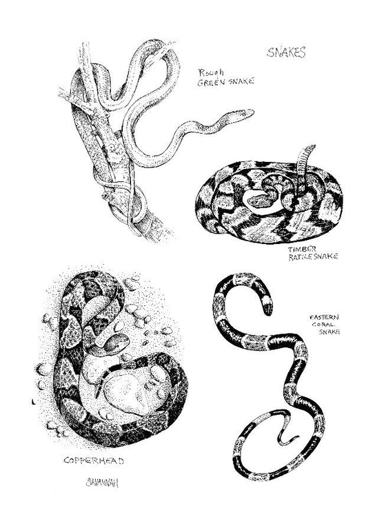 Dessin à colorier: Serpent (Animaux) #14398 - Coloriages à Imprimer Gratuits