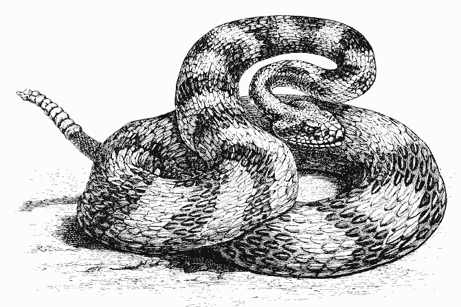 Dessin à colorier: Serpent (Animaux) #14454 - Coloriages à Imprimer Gratuits