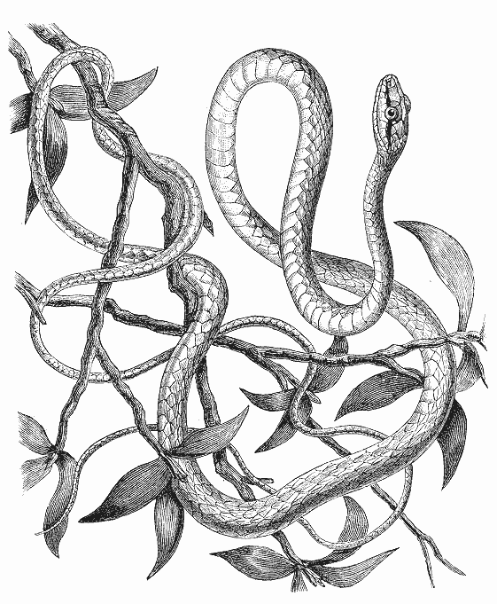 Dessin à colorier: Serpent (Animaux) #14469 - Coloriages à Imprimer Gratuits