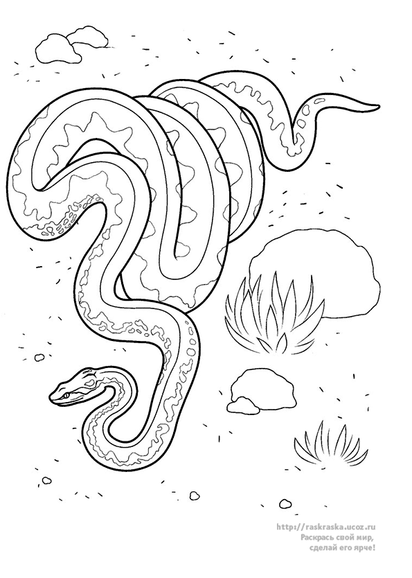 Dessin à colorier: Serpent (Animaux) #14529 - Coloriages à Imprimer Gratuits