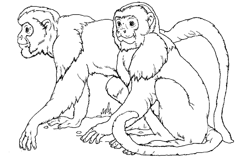 Dessin à colorier: Singe (Animaux) #14177 - Coloriages à Imprimer Gratuits