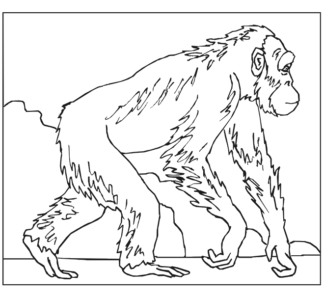 Dessin à colorier: Singe (Animaux) #14227 - Coloriages à Imprimer Gratuits