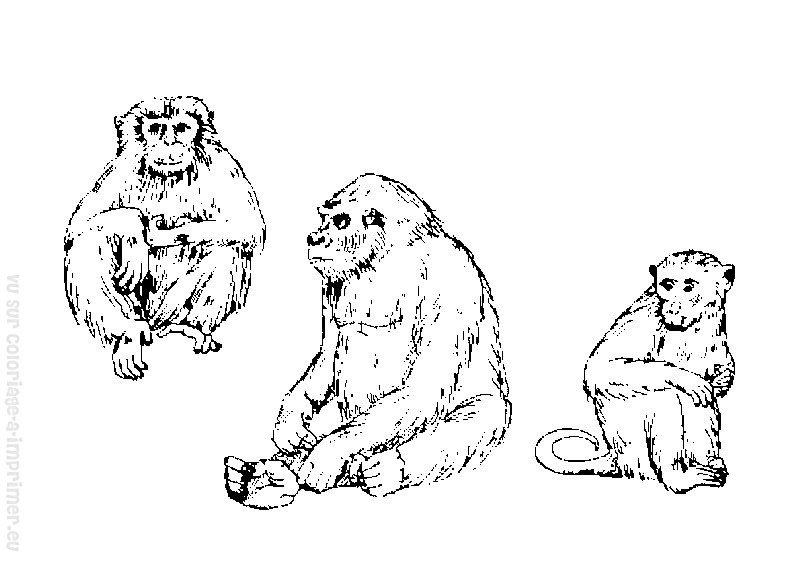 Dessin à colorier: Singe (Animaux) #14289 - Coloriages à Imprimer Gratuits