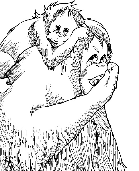 Dessin à colorier: Singe (Animaux) #14333 - Coloriages à Imprimer Gratuits