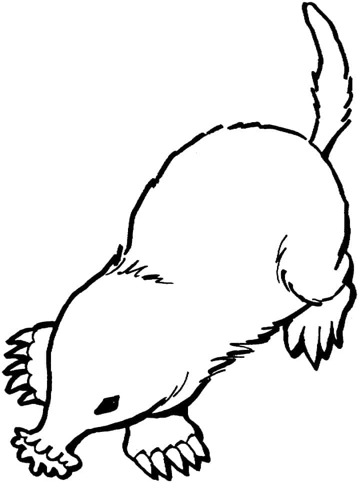 Coloriage gratuit Taupe #210776 de la collection Animaux à imprimer