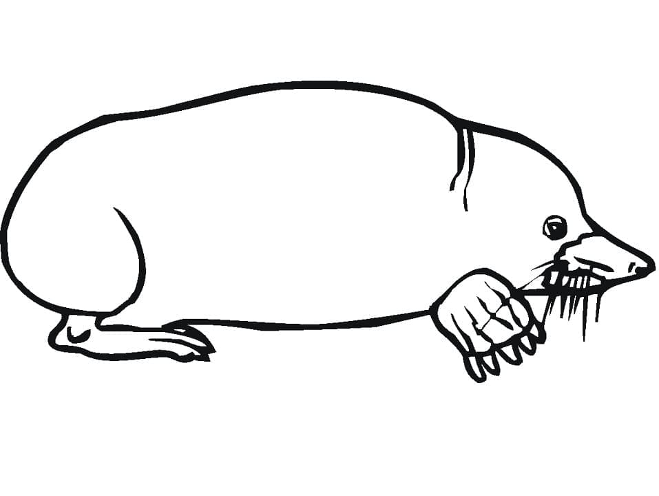 Coloriage gratuit Taupe #210785 de la collection Animaux à imprimer