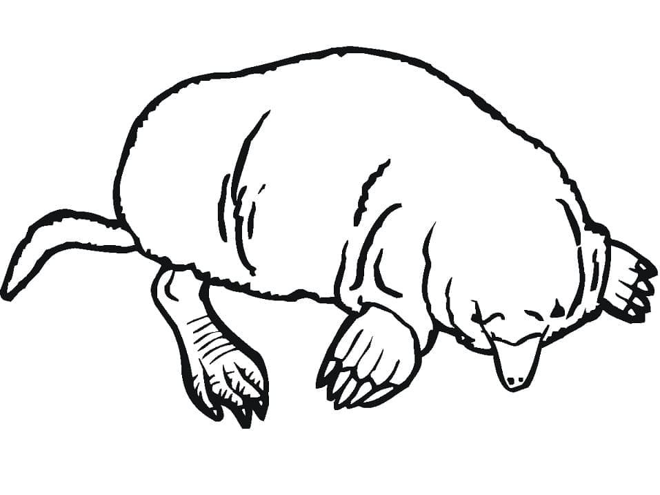 Coloriage gratuit Taupe #210786 de la collection Animaux à imprimer