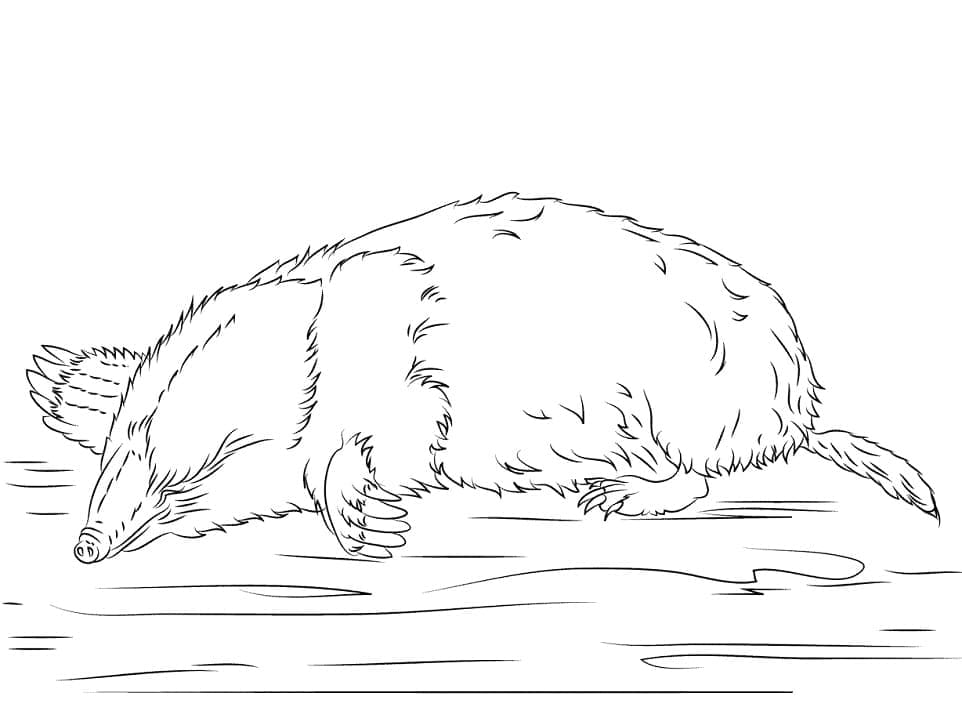 Coloriage gratuit Taupe #210788 de la collection Animaux à imprimer