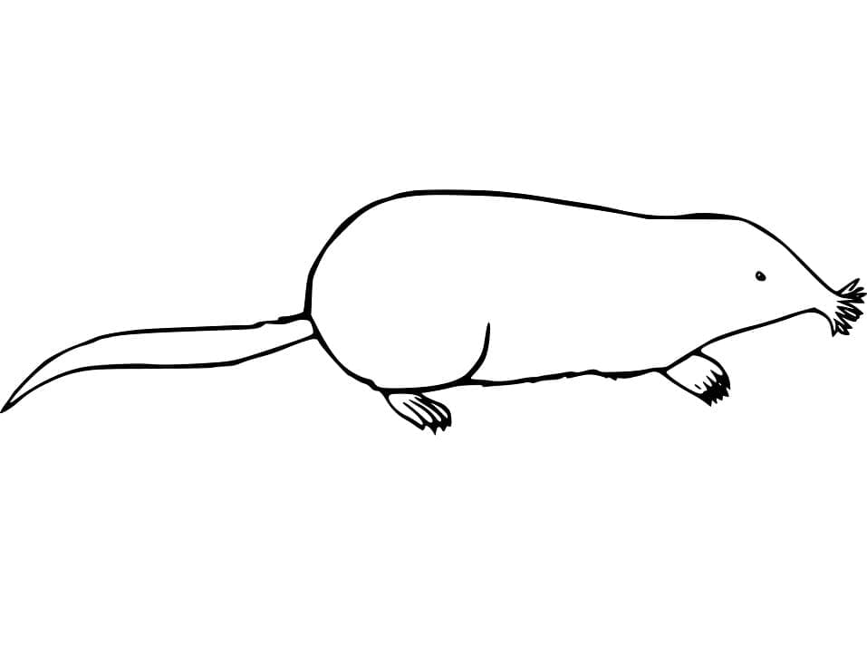 Coloriage gratuit Taupe #210789 de la collection Animaux à imprimer