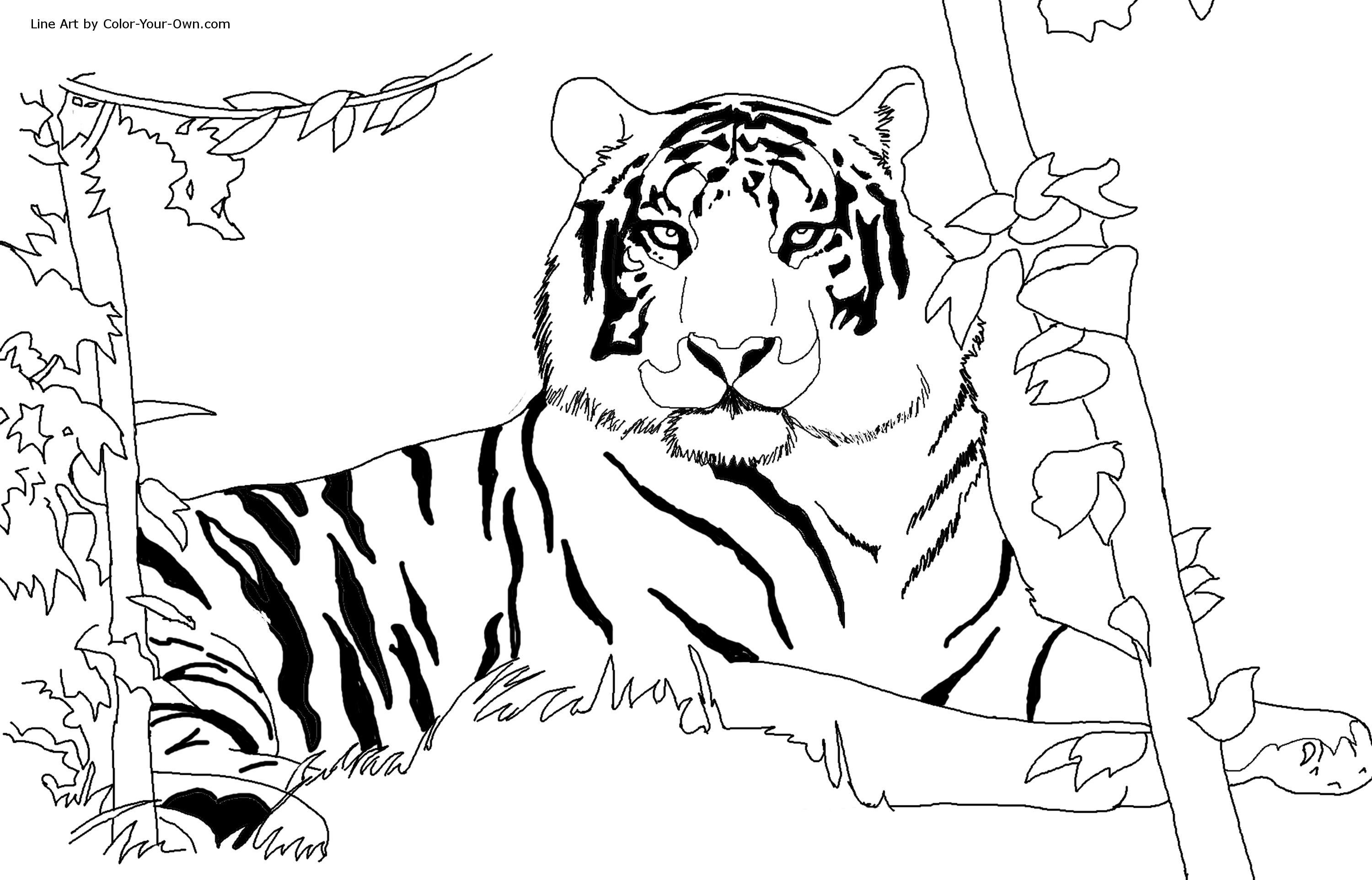 Coloriage Tigre #13590 (Animaux) – Dessin à colorier – Coloriages à