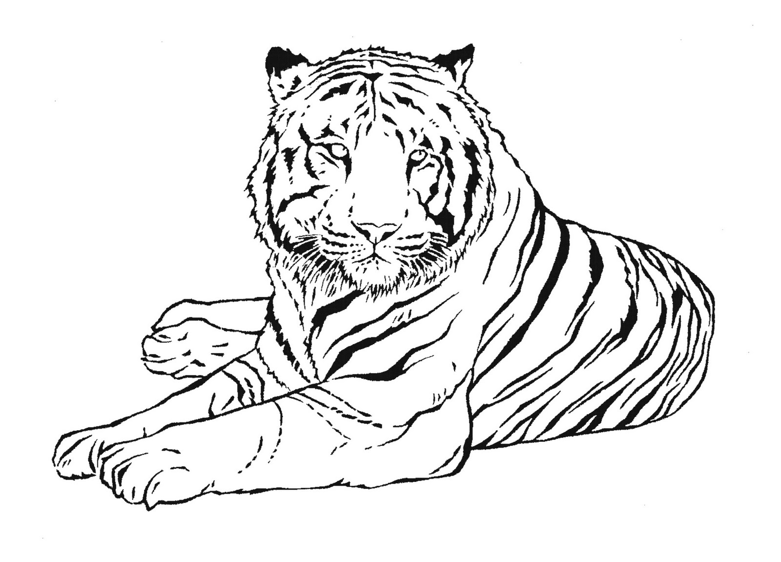 Coloriages Tigre Animaux Dessins Colorier Coloriages Imprimer