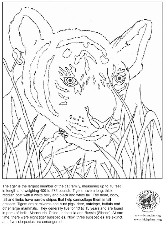 Dessin à colorier: Tigre (Animaux) #13627 - Coloriages à Imprimer Gratuits