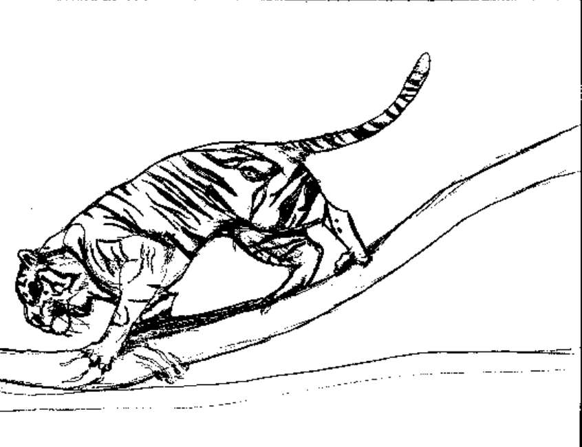 Dessin à colorier: Tigre (Animaux) #13760 - Coloriages à Imprimer Gratuits