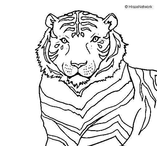 Dessin à colorier: Tigre (Animaux) #13772 - Coloriages à Imprimer Gratuits