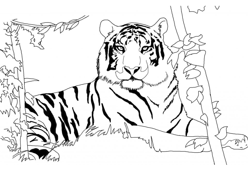 Coloriage gratuit Tigre #174914 de la collection Animaux à imprimer