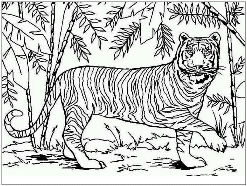 Coloriage Tigre #174915 à imprimer gratuitement, extrait de la collection Animaux