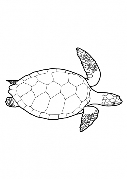 Dessin à colorier: Tortue (Animaux) #13421 - Coloriages à Imprimer Gratuits