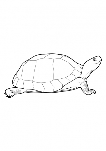 Dessin à colorier: Tortue (Animaux) #13435 - Coloriages à Imprimer Gratuits