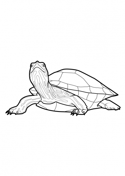 Dessin à colorier: Tortue (Animaux) #13550 - Coloriages à Imprimer Gratuits