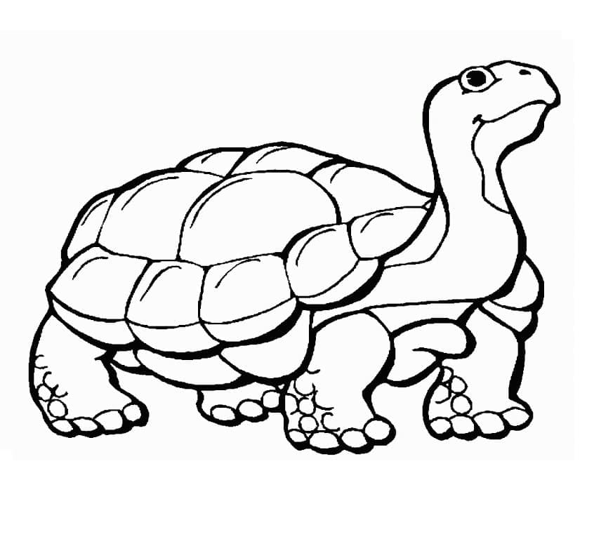 Coloriage à imprimer Tortue #180118 de la série Animaux, gratuit pour enfants et adultes