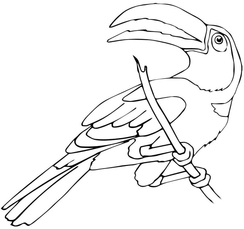 Dessin à colorier: Toucan (Animaux) #197574 - Coloriages à Imprimer Gratuits