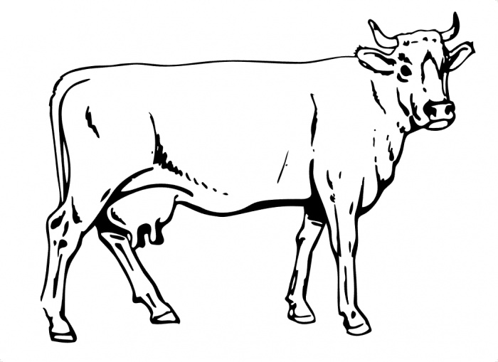 Dessin à colorier: Vache (Animaux) #13261 - Coloriages à Imprimer Gratuits